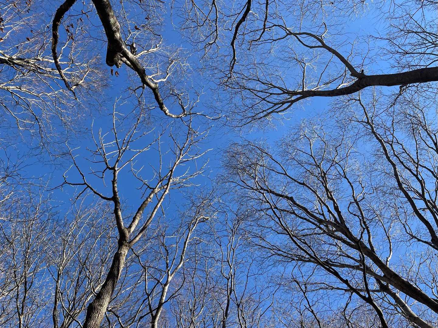 冬空