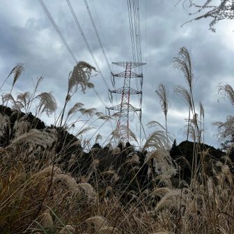 ススキを過ぎて