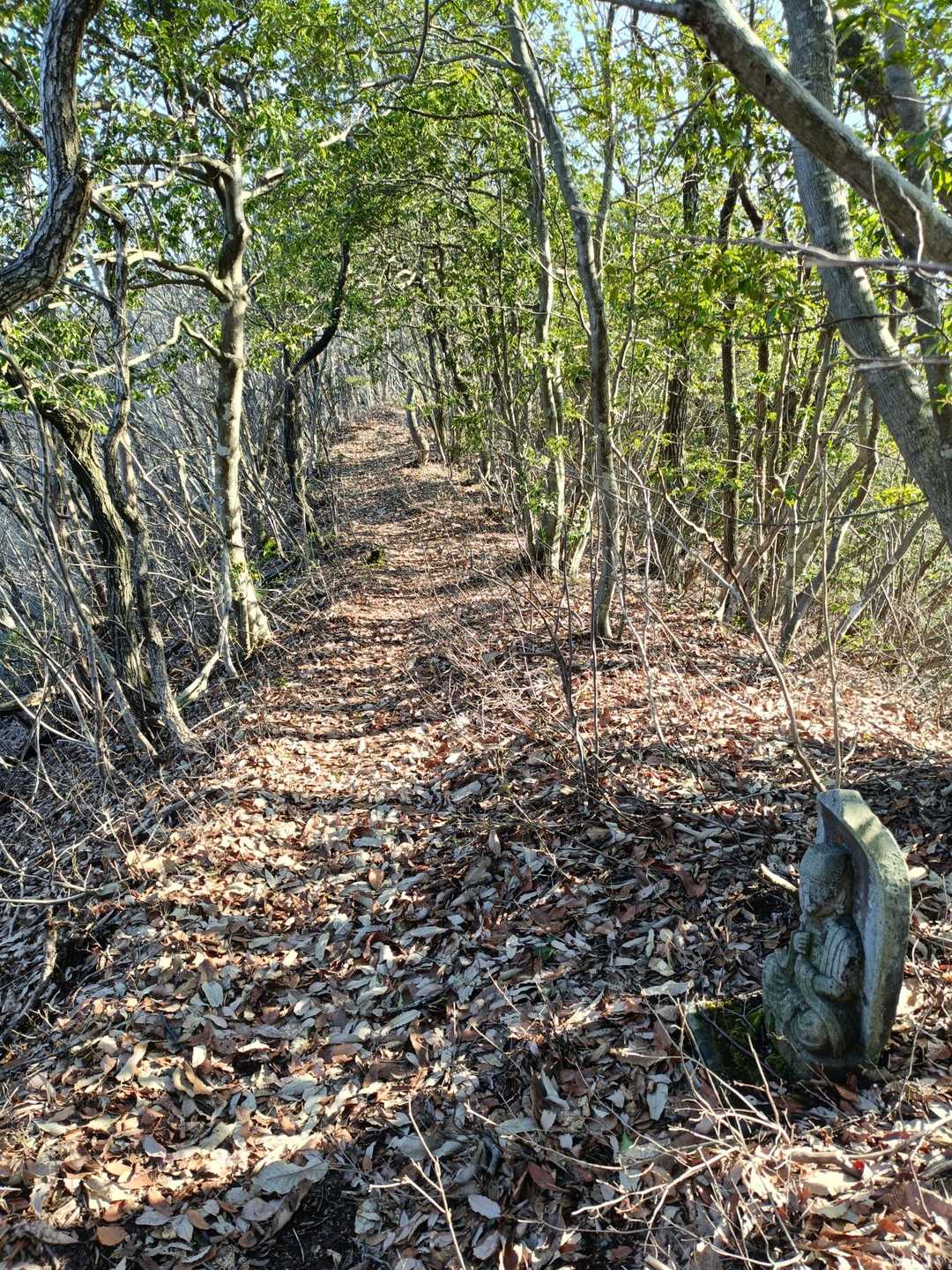 いい感じの登山道です
