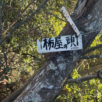 パックリ割れた栃屋の頭