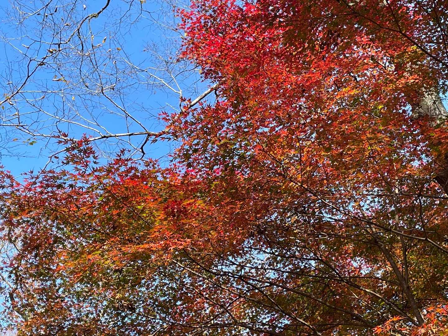 🍁🔴🍁🟠🍁もっといい😃