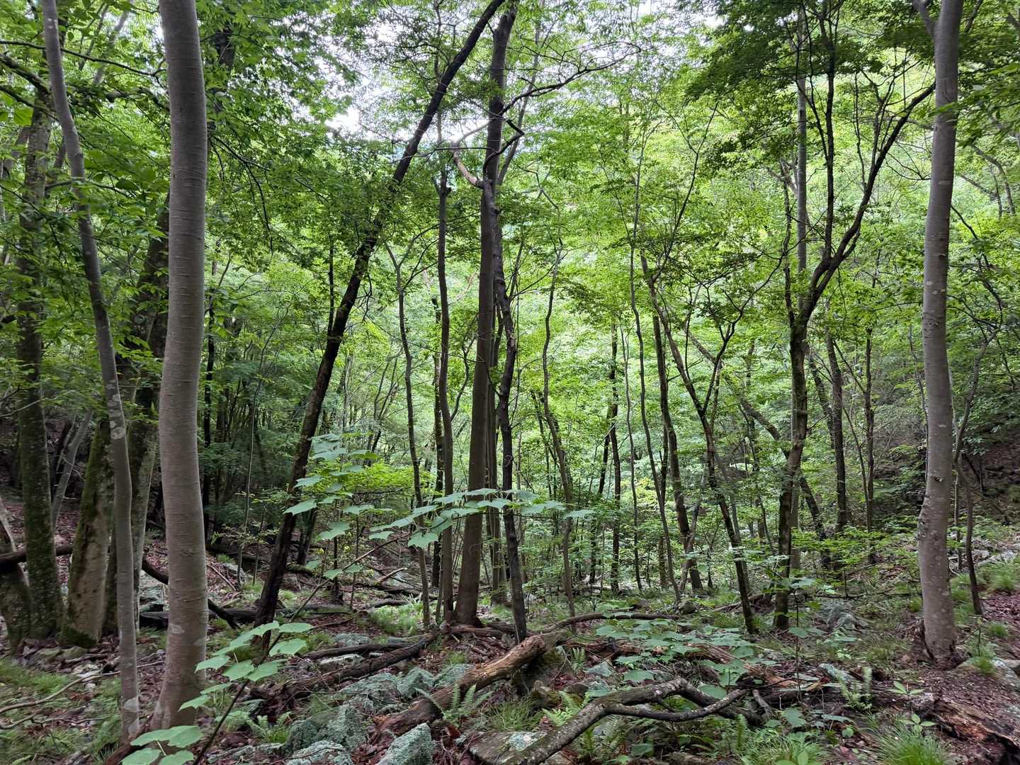 千丈寺山-北千丈寺山 往復コースの写真
