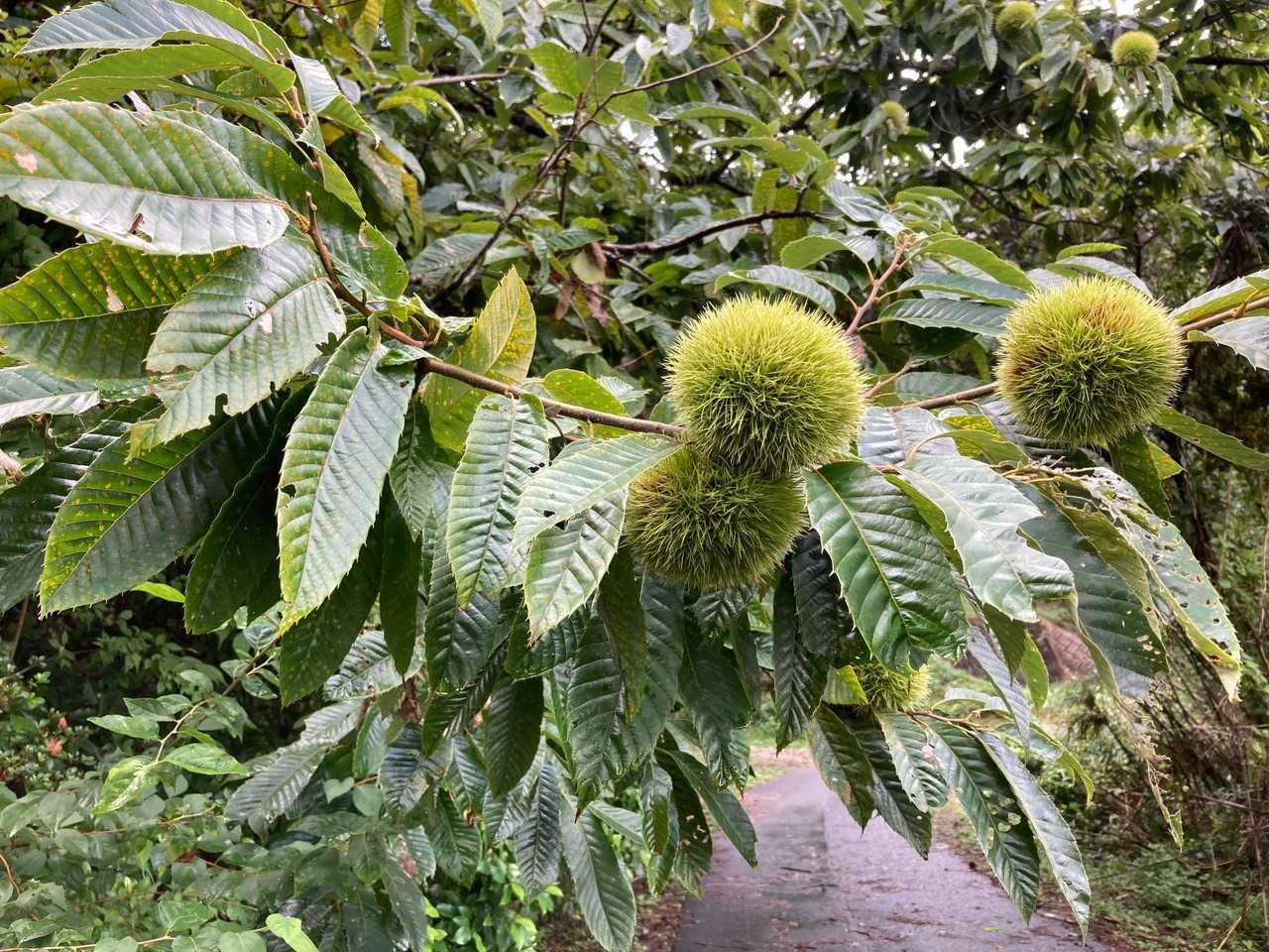 私の手のひらくらいの大きな栗が🌰木になっていたよ❣️