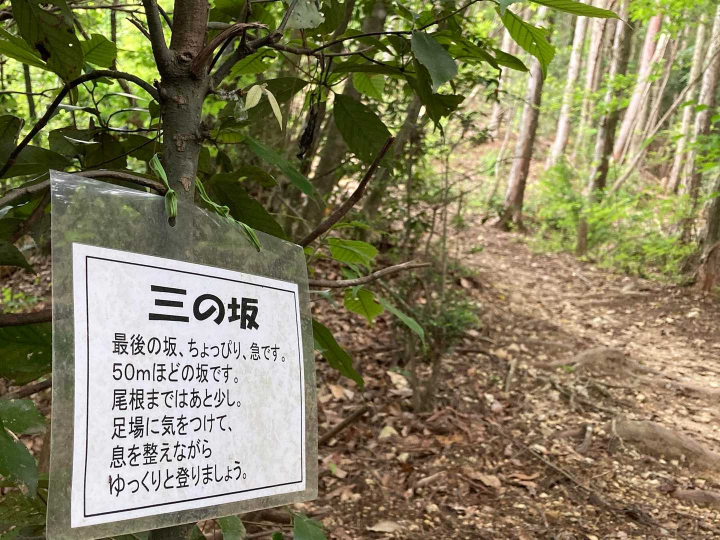尾根まで50m
ゆっくりと進みます🚶‍♀️‍➡️