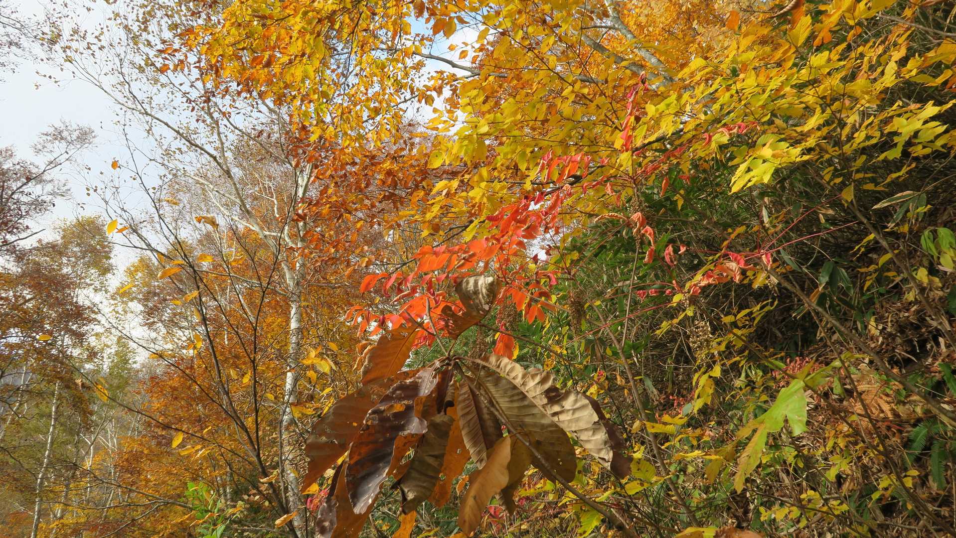 広葉樹の葉が色づいている🍁