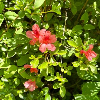 花は、ヤマツツジ🧡が鮮やか。