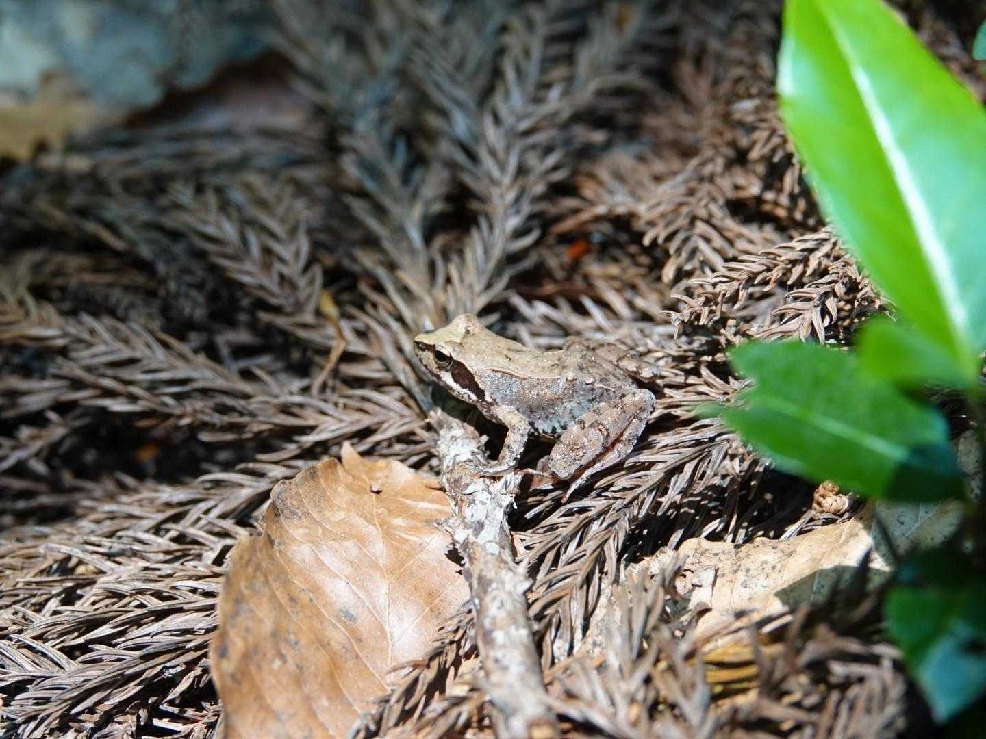 タゴガエルかな？