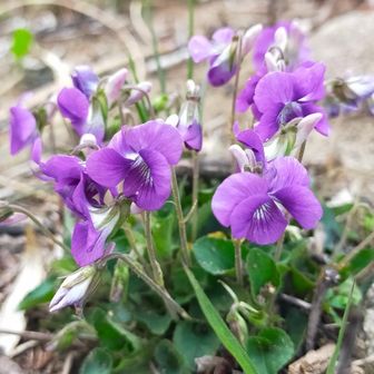 ぼーっとして帰りたいところなんですが、隙間時間で来てるので早々に下山!
ゴミ拾いは次回頑張りやす🙏