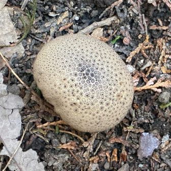 ホコリタケ？それとも
ニセショウロ？