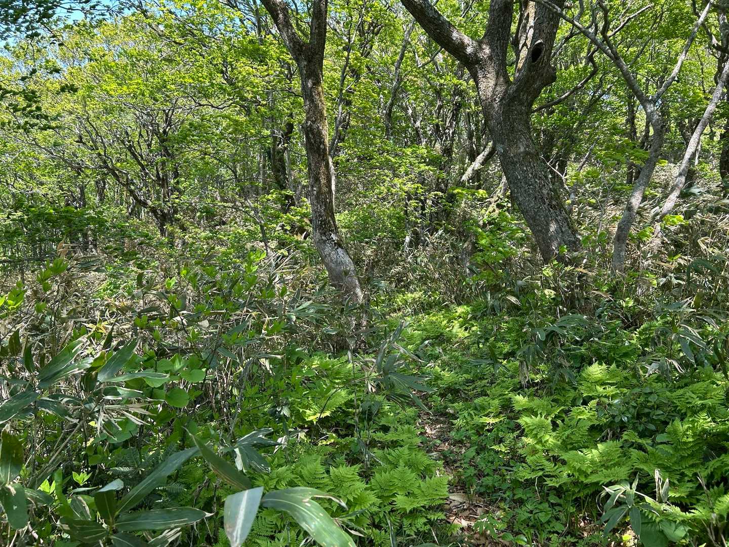 倒木で道が塞がれていたり、不明瞭な場所もありました😩