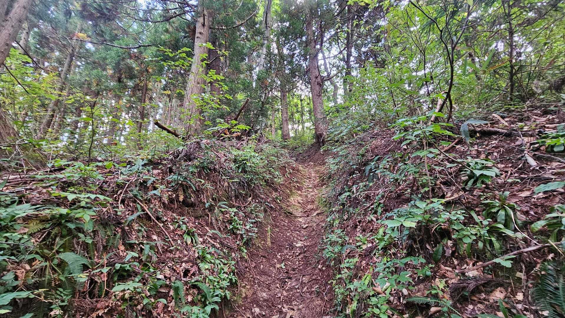 ヌメる登山道ですね
