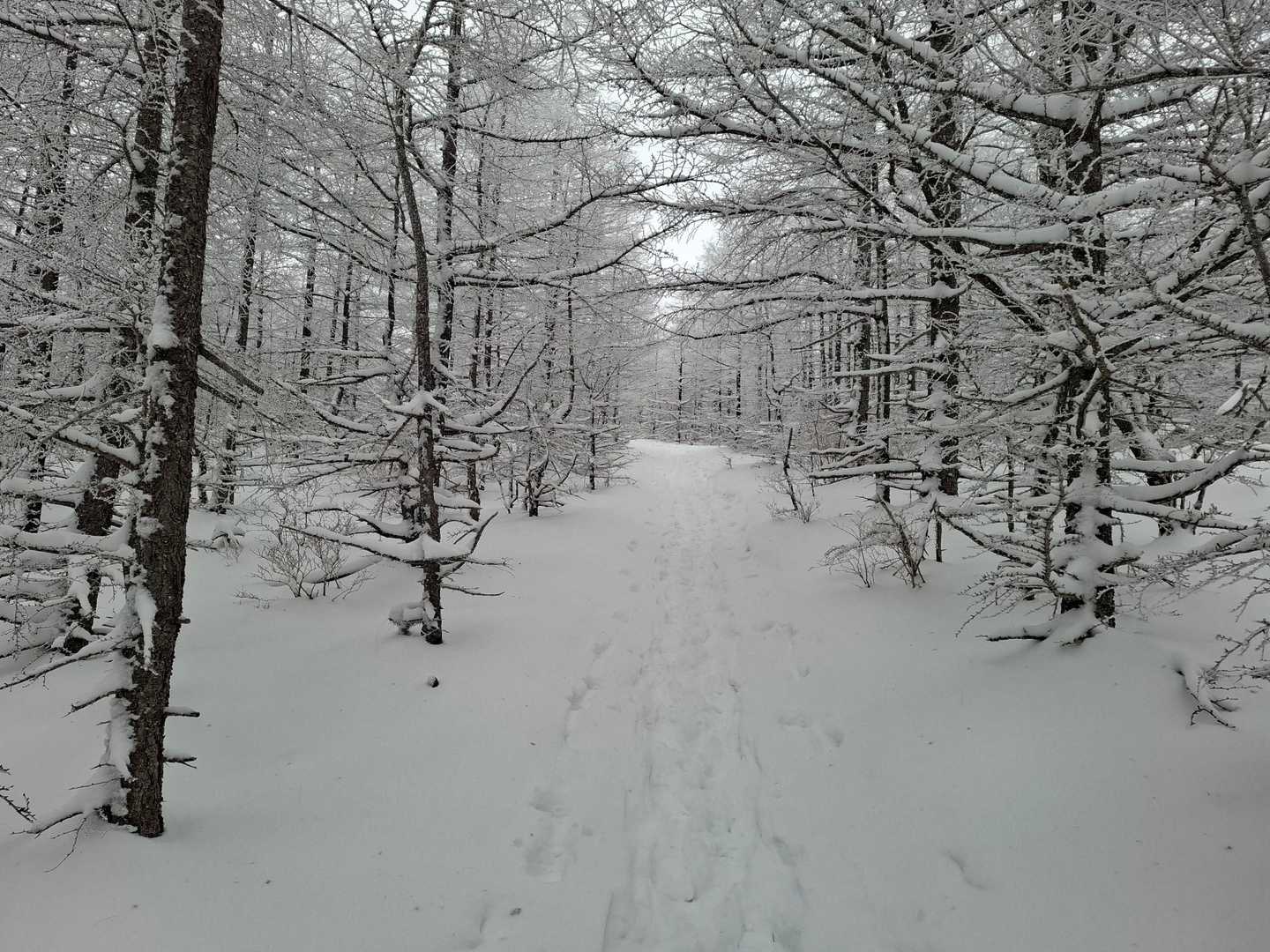 なだらかな道が続きます

雪を被っていますが下はクラスト、軽い踏み抜きあります