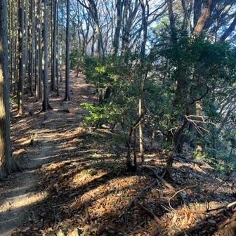 などと考えながら晴天の登山道をるんるんで進む😙🎶
だって誰もいないでやんす😭
