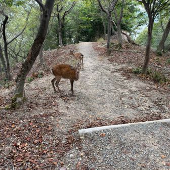 親子かな。だとしたらずいぶん若い母鹿。
痩せていたので食べ物は足りているのか心配😟