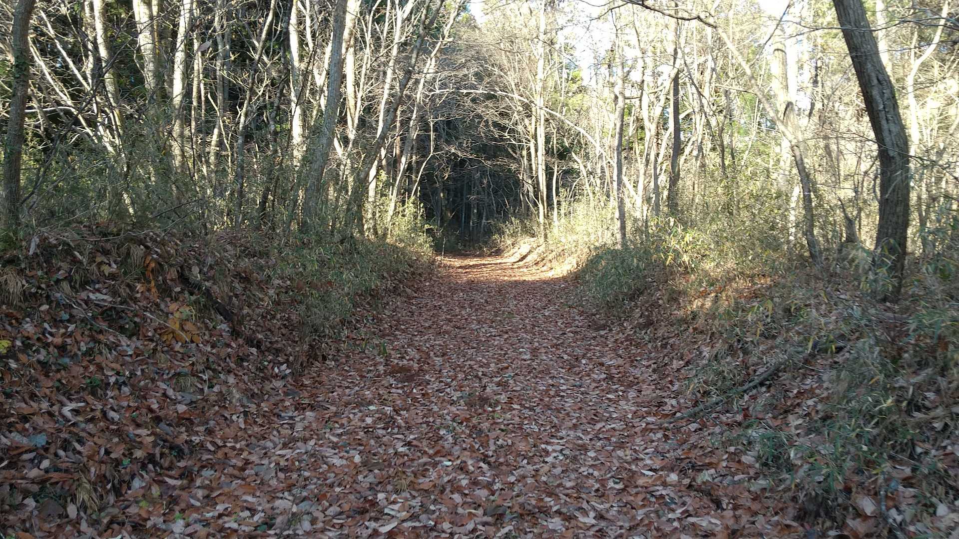 まだ、秋がありました🍁落ち葉の絨毯🍂