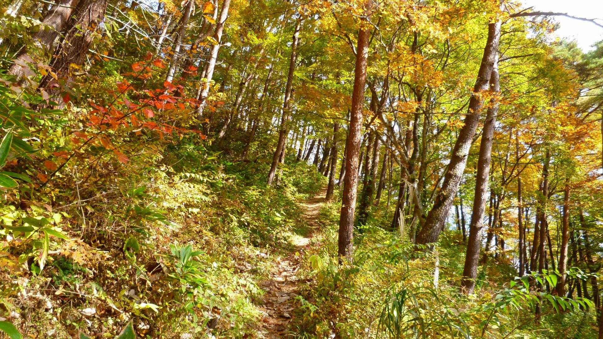 登山道は綺麗に整備されていてとても歩きやすいです