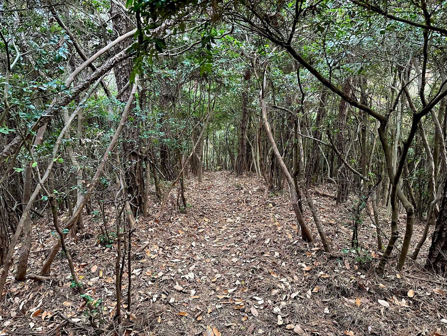 サカキのトンネル🫱神様の木ですね✨