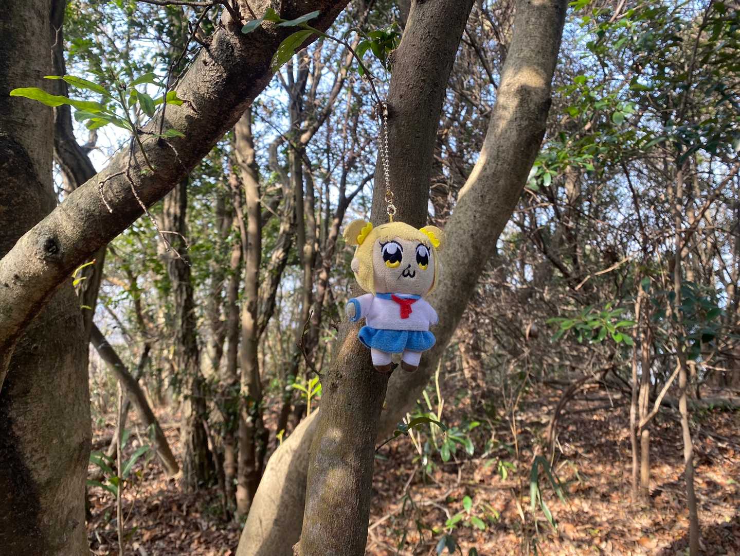 ありえない程の薮こぎもあったけど、何とかピークゲット💕
何もないので、ポプちゃんで‼️