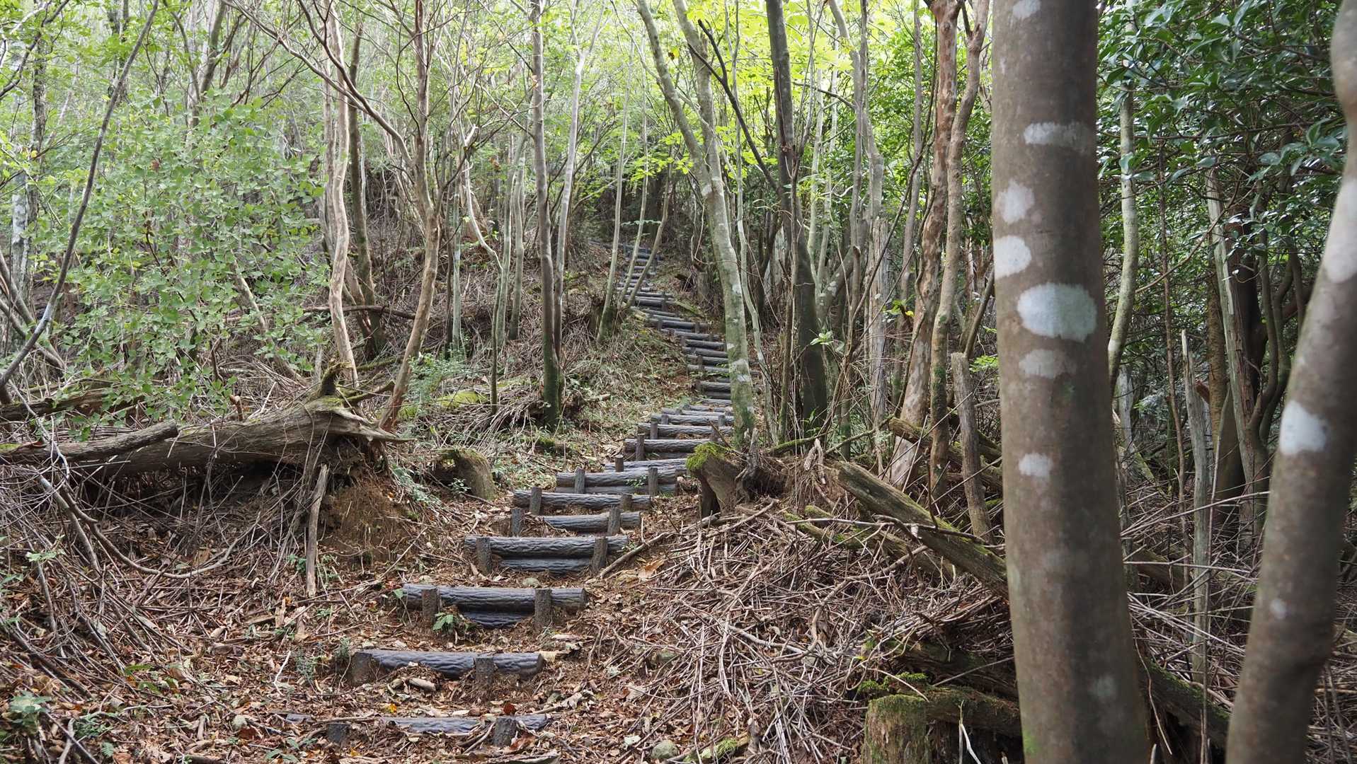 高低差少ないと思ってたが、いきなり急こう配の階段😨