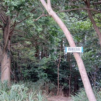 あっさり西茶臼山に到着。まだ時間はある。孫茶臼に向かってみるか。