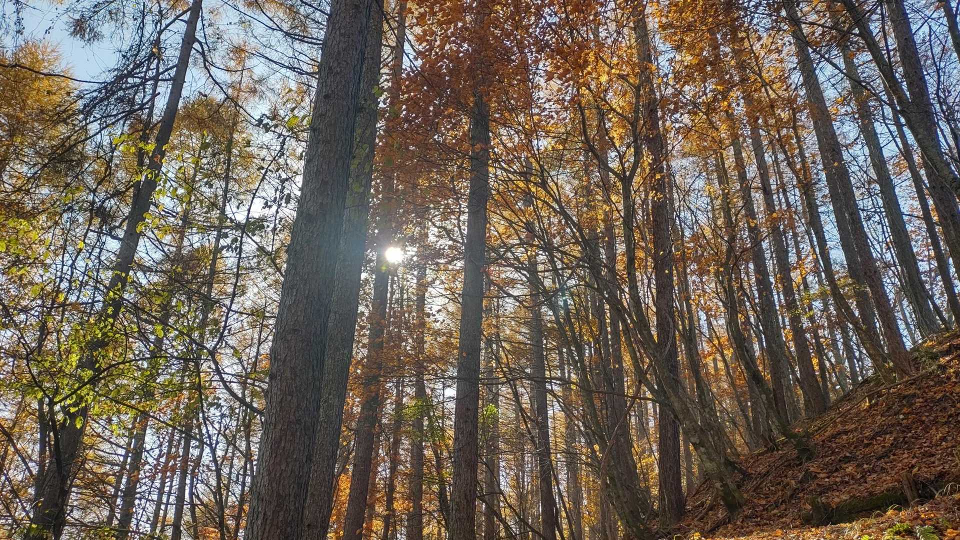 紅葉越しの木漏れ日