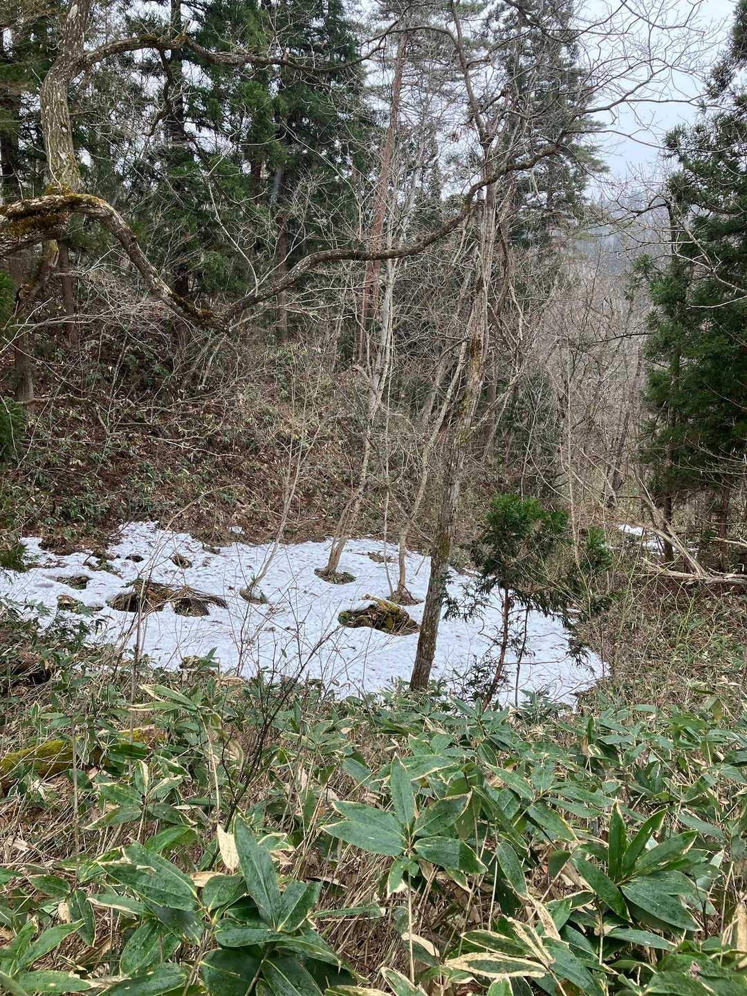 ちょっと雪有り🐜