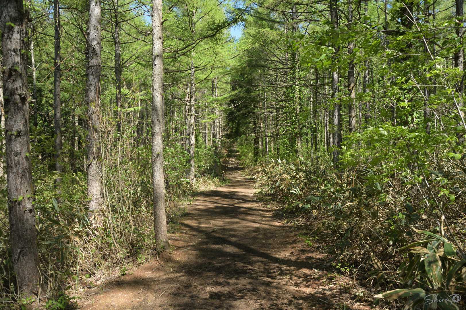 今日は、水神コースから北泉ヶ岳⇨泉ヶ岳。
下りは、滑降コースです。
最近、熊🐻の目撃情報がありましたので、注意していきますよ。