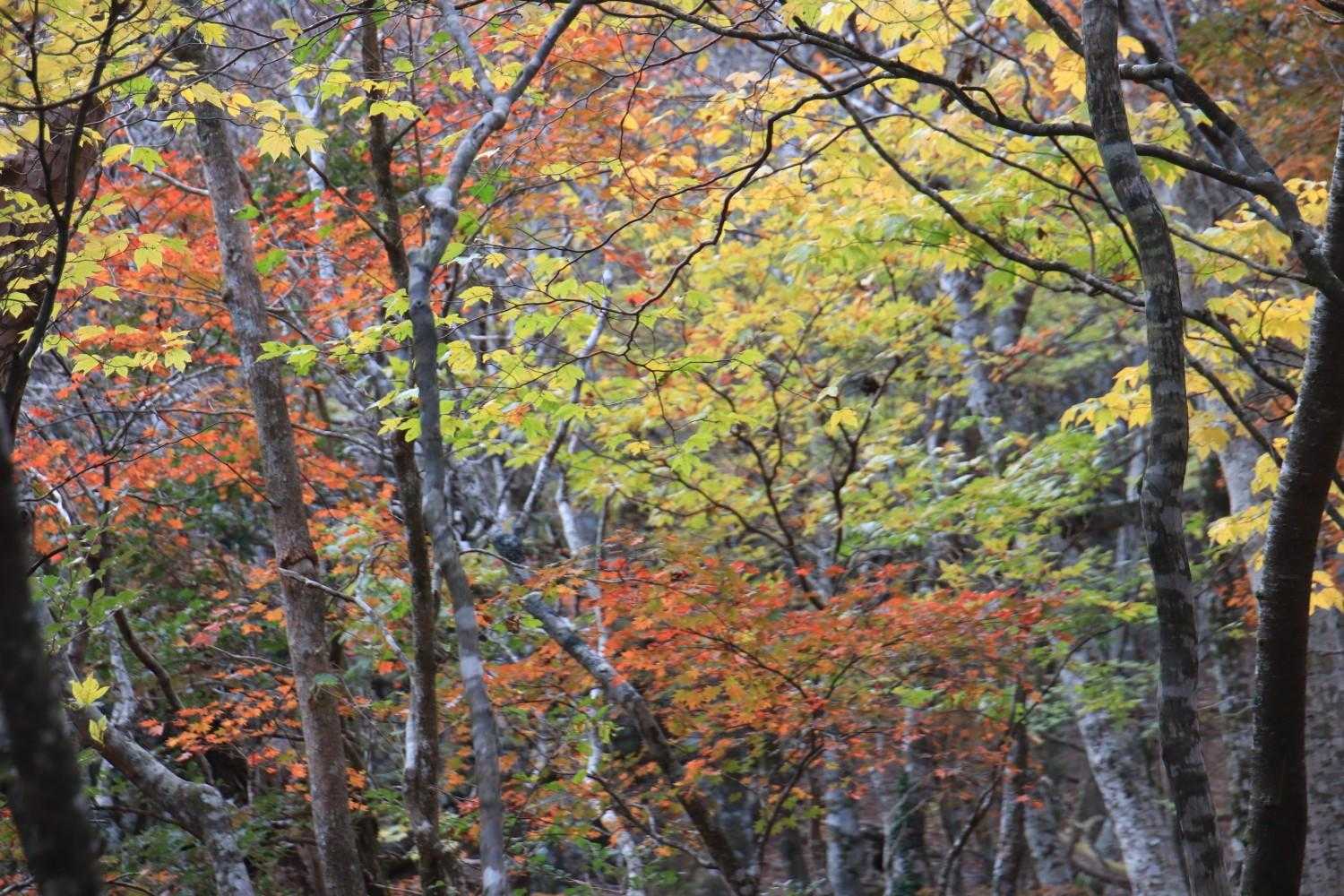 🔴🟡
このあと、紅葉写真が続きます🙇