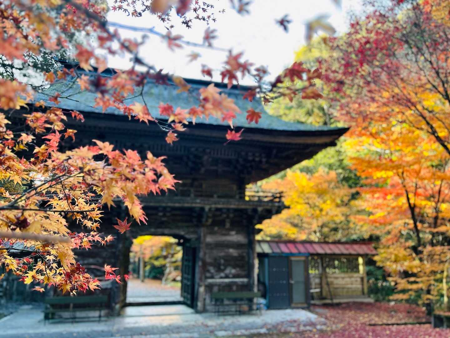 🍁✨