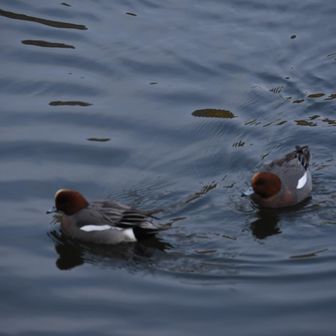 大池のカモ