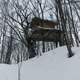 ツリーハウス🌲