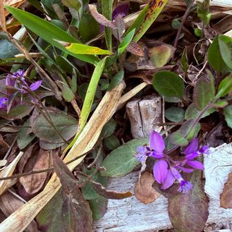 歩いていると所々でお見かけするお花💜
春は色んな色の花が咲いているのでいいですね😊