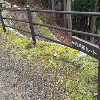 西尾根ルート方面に向かいますが途中の谷から登るルートで行きます。