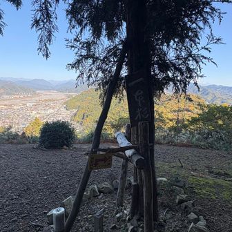 茶臼山山頂の一本松