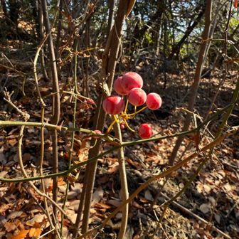 サルトリイバラ🍒