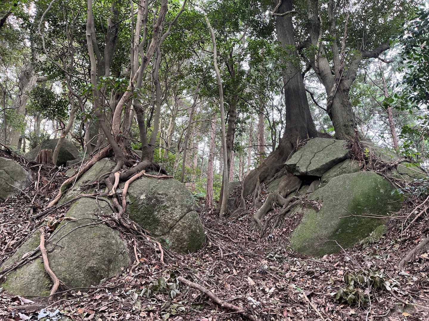 🪨🌳🪨🌳☺️