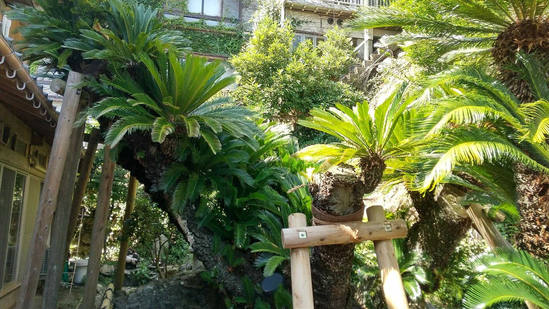 樹齢1300年の大ソテツ！