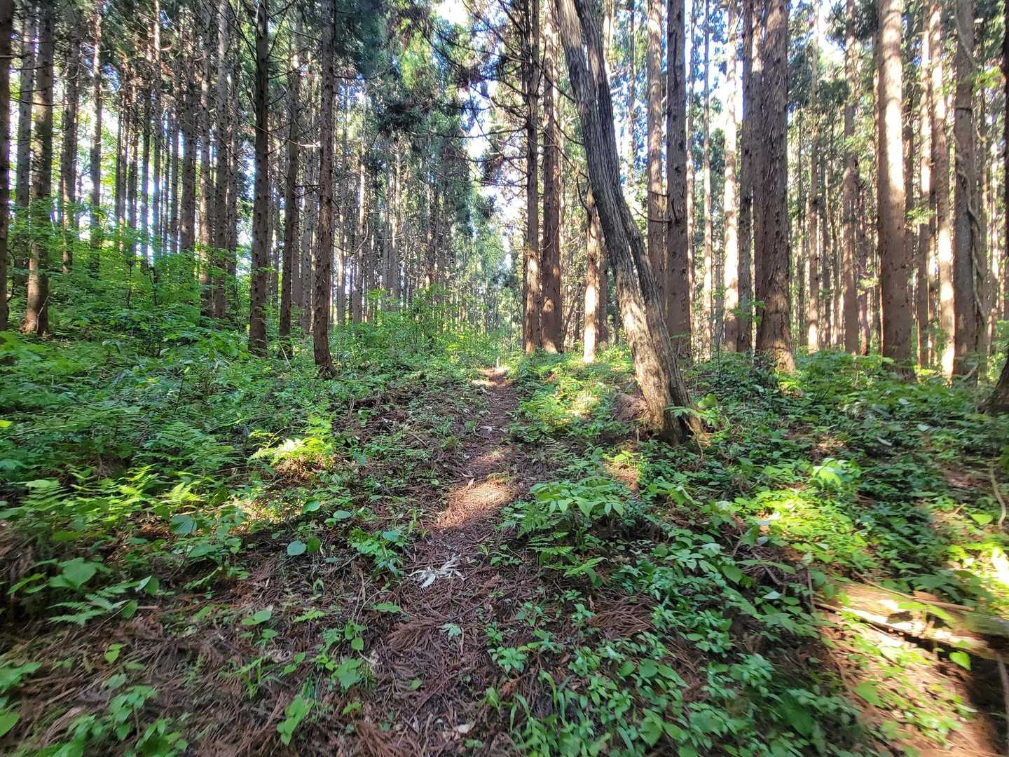 熊野長峰-虚空蔵山 周回コースの写真
