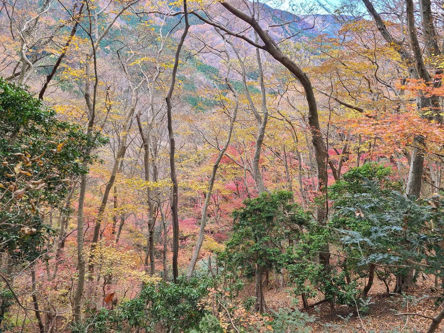 綺麗な紅葉🍁