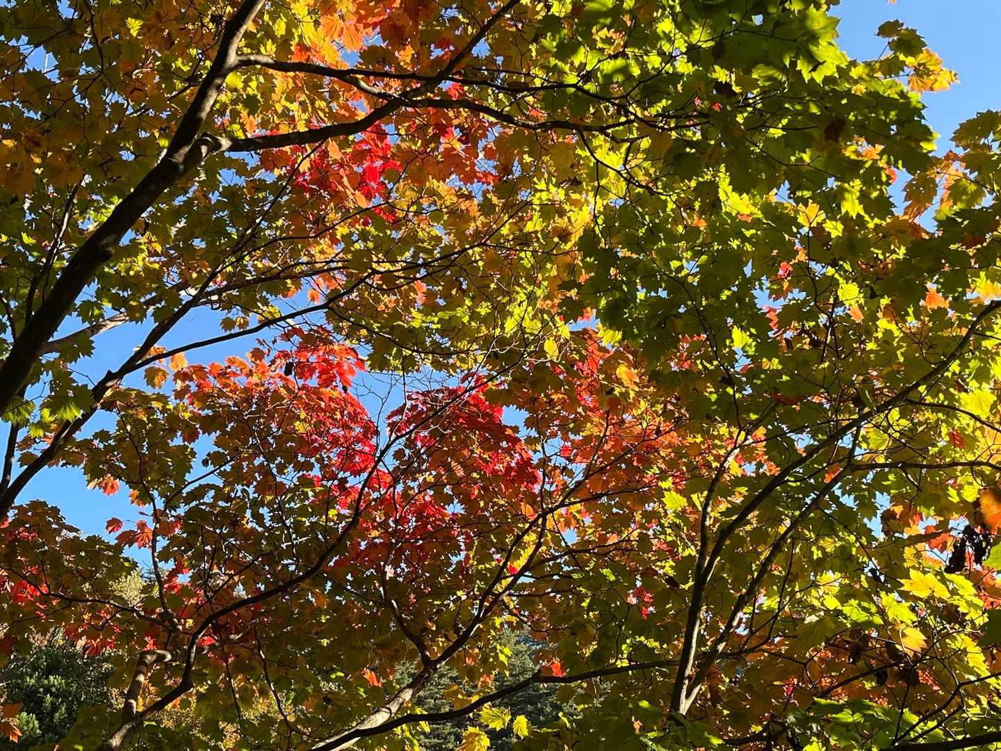所々に紅葉🍁