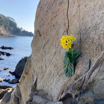 頑張って岩で咲いてる花💪
この子、葉っぱが必死！
岩にペタって張り付いてる💪