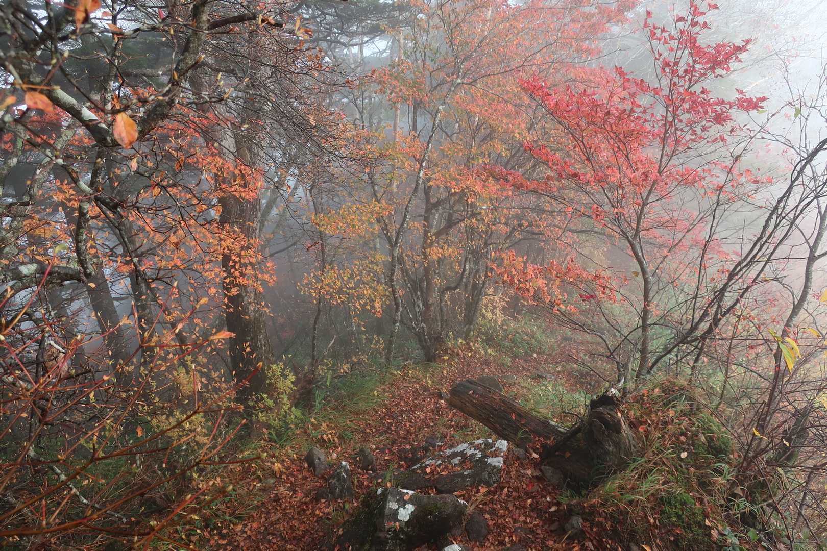 紅葉の登山道をまったりと歩く