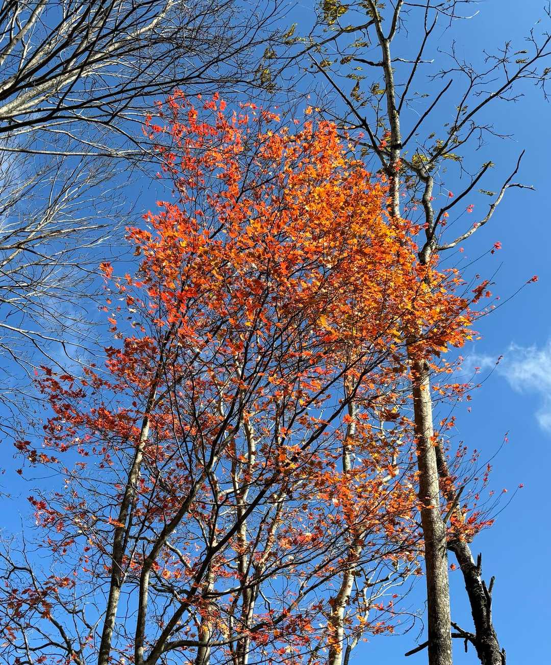 赤い紅葉🍁も。☺️