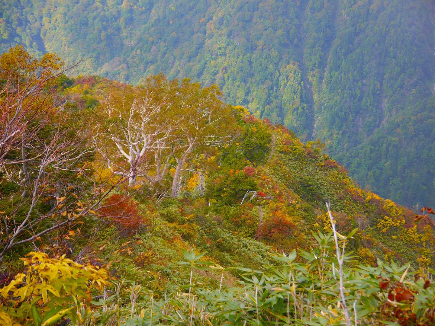モモアセ山-毛勝山 往復コースの写真