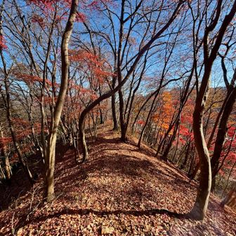 紅葉最盛期はもみじのトンネルだったのでは！？と思う道🍁