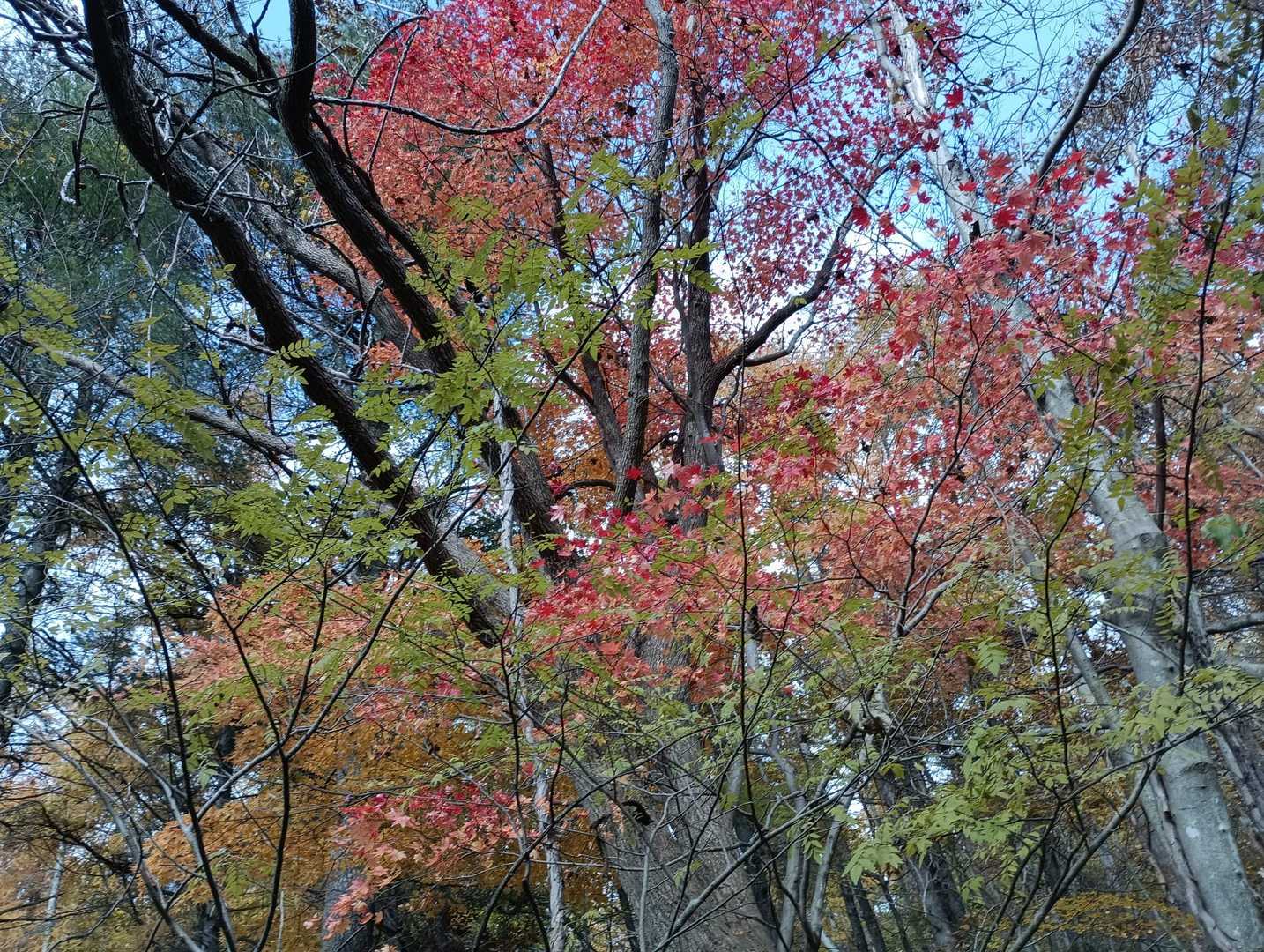 名残の紅葉　手前の薄黄色は山椒の紅葉