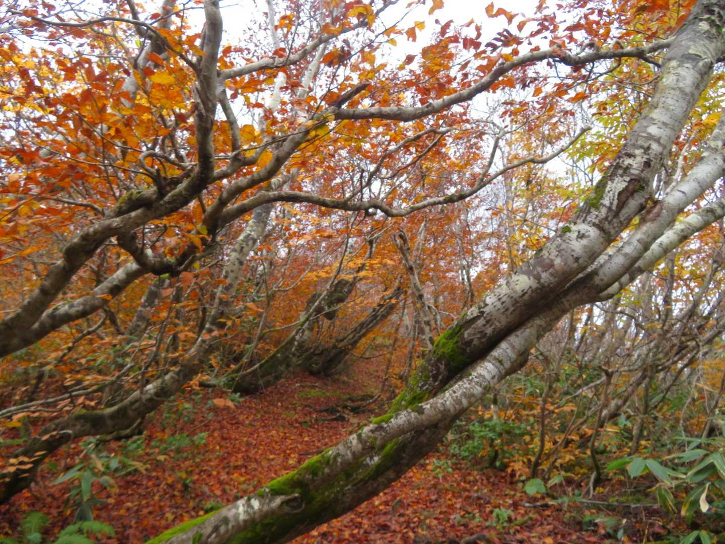 鍋倉山（関田峠登山口）の写真