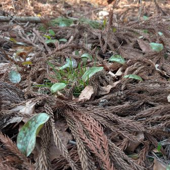 先日よりカタクリの葉が増えてます　🌸🌸咲くとイイね💕