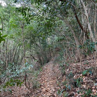 序盤はこのような道が続きます。結構ゆるやかで歩きやすい