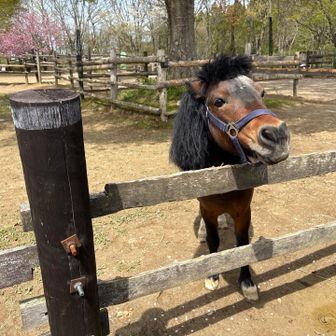 ビビリの ラッキーくん